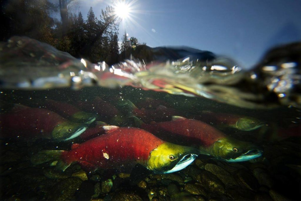 Advocates say Canada can’t save struggling B.C. salmons stocks without Alaska’s help