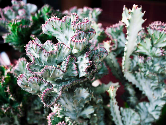 A Coral Reef-Shaped Succulent Exists, And You Can Buy It on Etsy