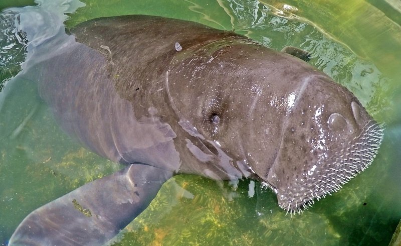 You Can’t See Them To Count Them, but Amazonian Manatees Seem To Be Recovering