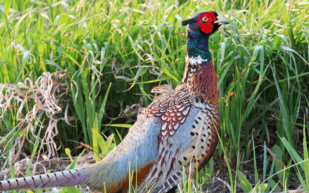 North Dakota Pheasant Crowing Counts Up 15% From Last Year