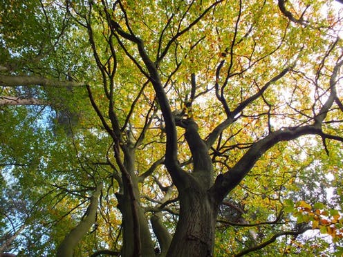 COP26: how unlocking nature’s power can help the UK step up its fight against climate change