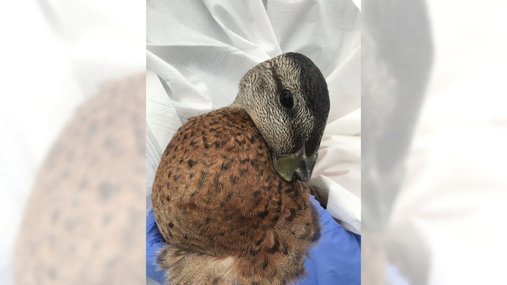 3 starving ducks found with their beaks severed at Mile Square Park in Fountain Valley