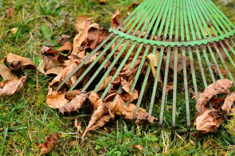 Rake the Leaves or Leave the Job for the Nature? This Is a Dilemma Each Gardener Has to Face Every Single Year