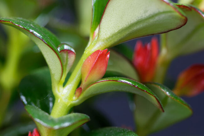 Master Goldfish Plant Care for 'Schools' of Bright Blooms Year After Year