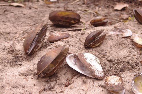 They live for a century and clean our rivers - but freshwater mussels are dying in droves