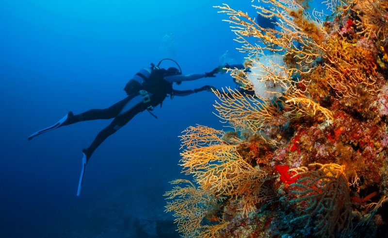 ‘There’s Not Much Hope’: Mediterranean Corals Collapse Under Relentless Heat