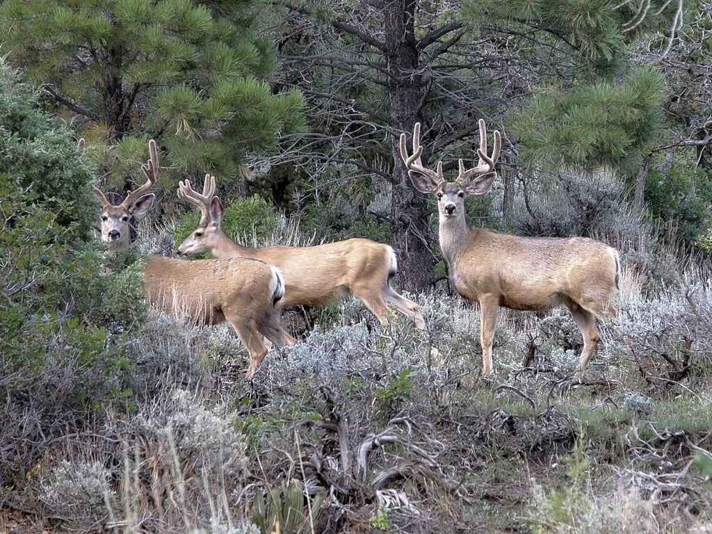 Utah Division of Wildlife wants to cut over 9,000 deer hunt permits