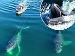 Humpback whale pull off incredible move to free itself from the ropes of a buoy in Canada