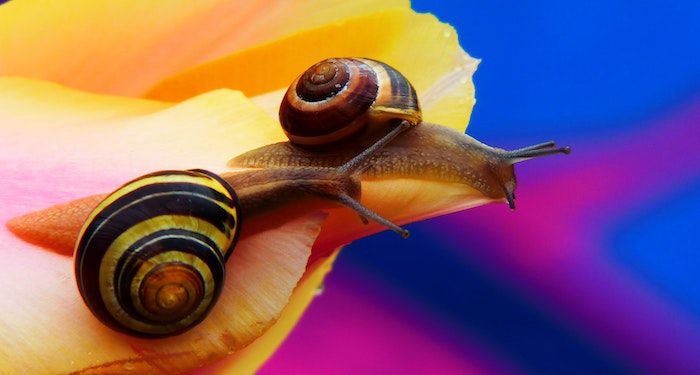 The Price of Snails: Patricia Highsmith and Her Unusual Pets