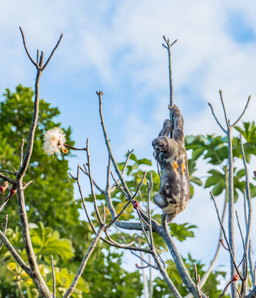 Spotted: Amazing Animals of the Amazon