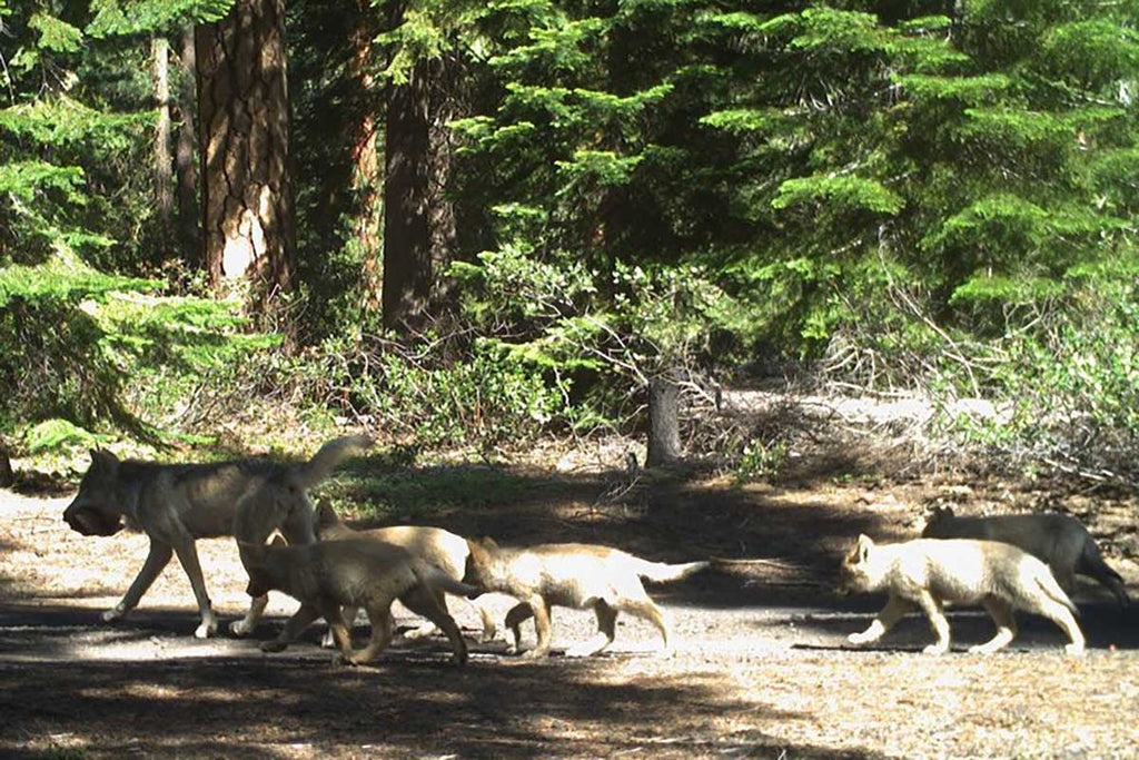 Oregon Confirms New Wolf Pack in Northern Cascades
