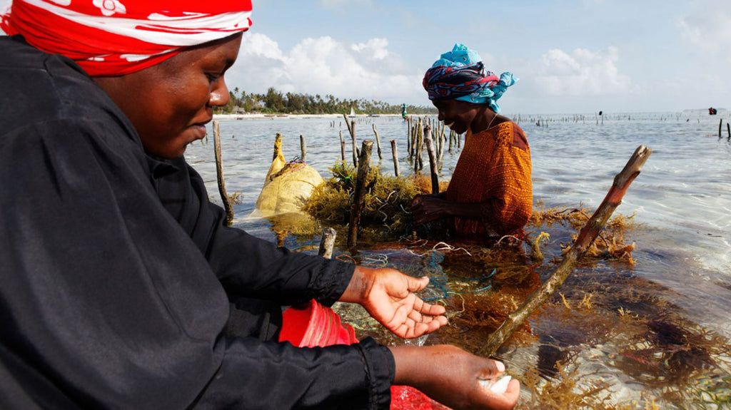 Can Farming Kelp and Seaweed Help Ease the Climate Crisis?