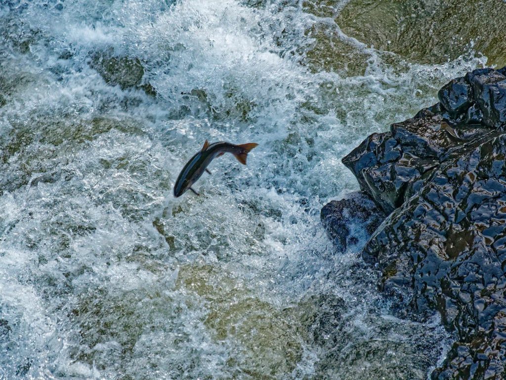 ‘Listen to the river. The river will tell you the sound.’