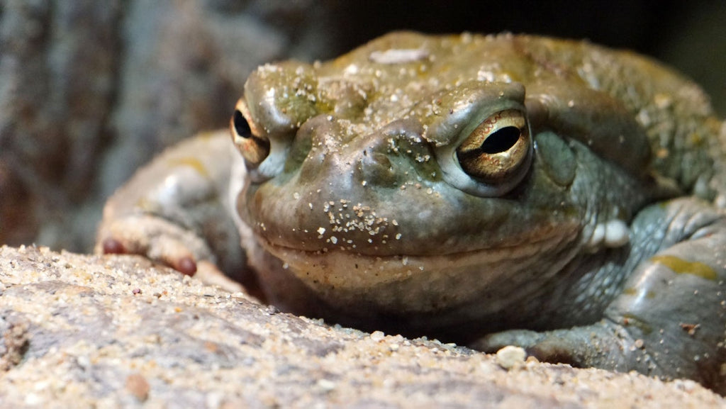 Park Service to Visitors: Stop Licking Toads to Get High, Thanks