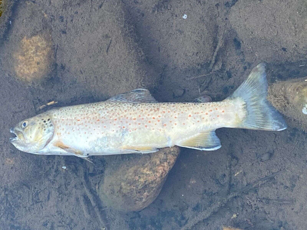 Vail Resorts snowmaking tank suspected in large fish die-off recorded in Vail