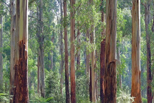 Friday essay: trees have many stories to tell. Is this our last chance to read them?