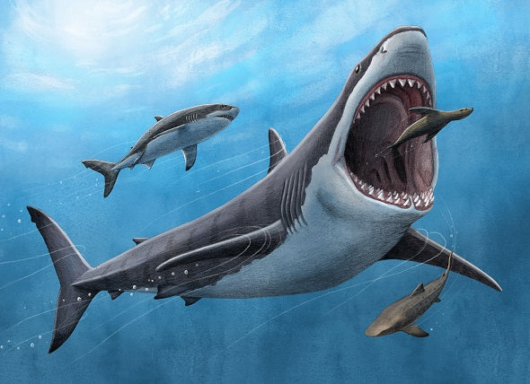World’s largest predatory shark had elevated body temperature