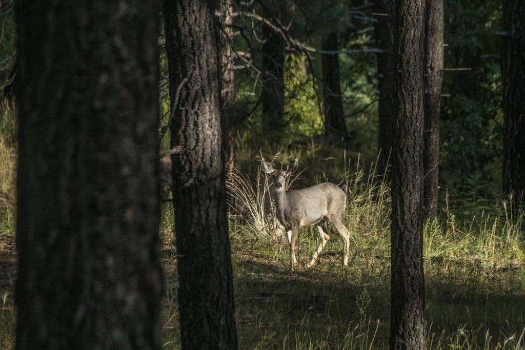 MAPLand Act Aims to Unlock Access to Public Lands