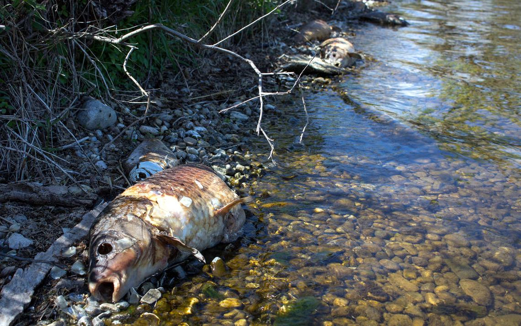 Carp Disease Shows Up In Some Minnesota Lakes As Researchers Look For Ways Virus Could Control The Invasive Fish