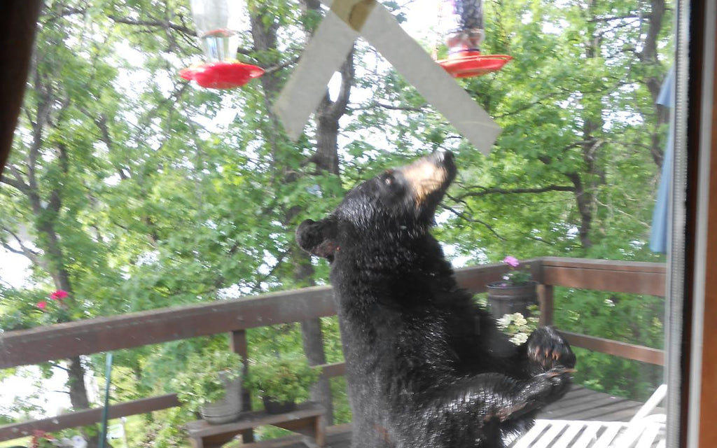 In North-Central Minnesota, Bear Reports Steady