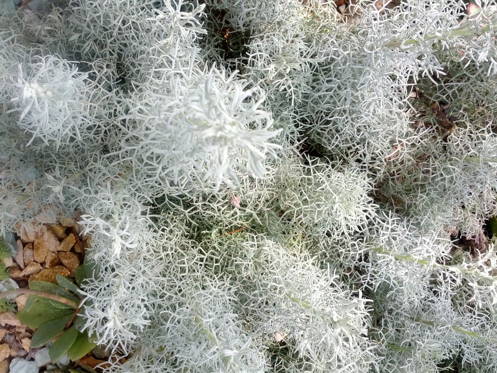 These drought-tolerant herbal plants offer added benefits to you and your garden