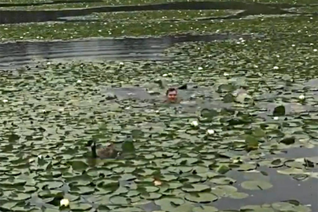 VIDEO: Conservation officer swims to free goose entangled in fishing net at B.C. Lake