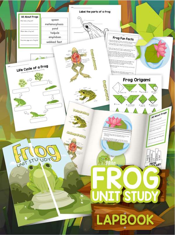 Printable Workbook – Frog Life Cycle