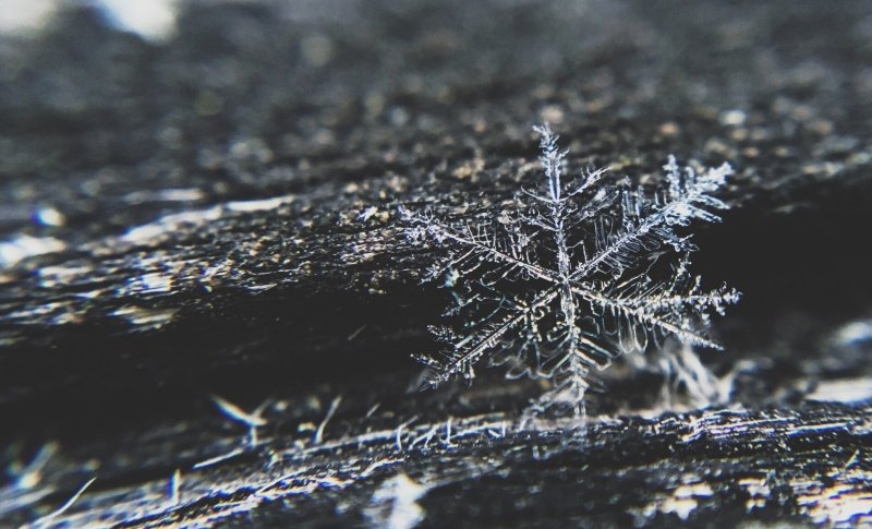 One Thing the Far Right and Robin DiAngelo Can Agree On — Snowflakes