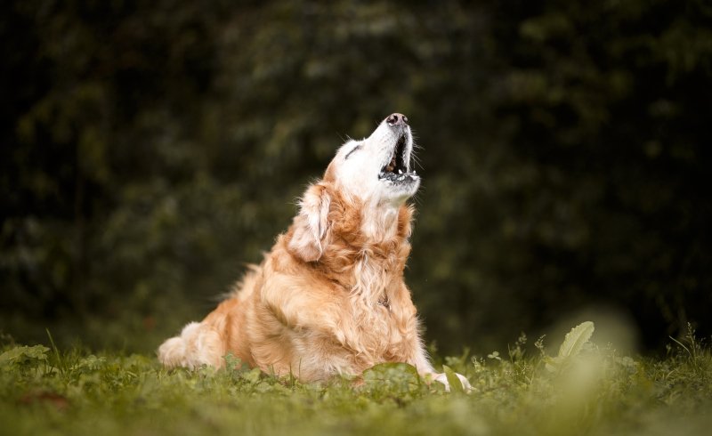 Bitches That Bark for a Better World [Podcast]