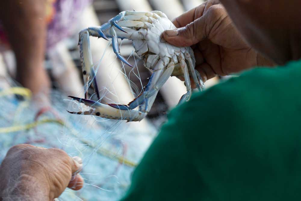 The Difference Between Farmed and Wild Caught Seafood